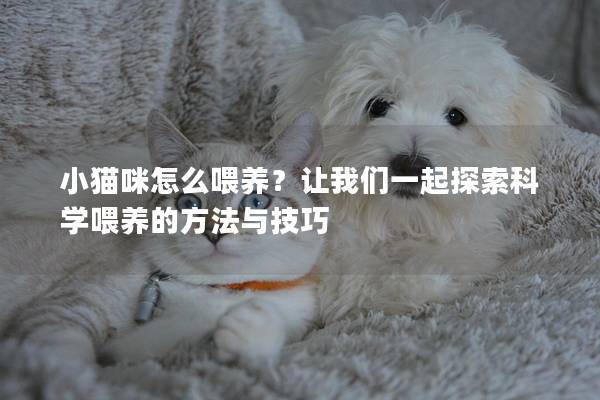 小猫咪怎么喂养？让我们一起探索科学喂养的方法与技巧