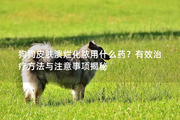 狗狗皮肤溃烂化脓用什么药？有效治疗方法与注意事项揭秘