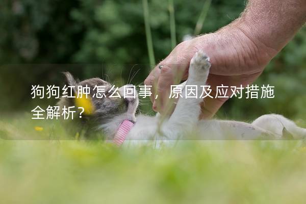 狗狗红肿怎么回事，原因及应对措施全解析？