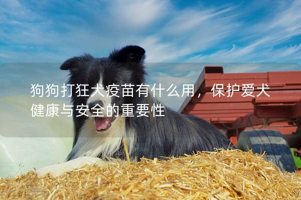 狗狗打狂犬疫苗有什么用，保护爱犬健康与安全的重要性