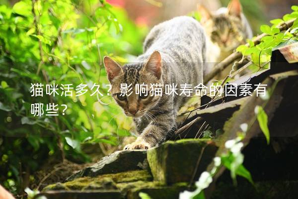 猫咪活多久？影响猫咪寿命的因素有哪些？