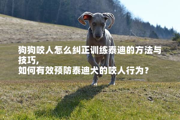 狗狗咬人怎么纠正训练泰迪的方法与技巧, 如何有效预防泰迪犬的咬人行为？