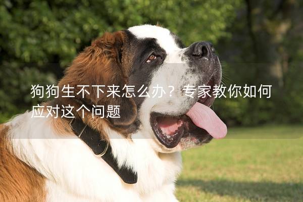 狗狗生不下来怎么办？专家教你如何应对这个问题