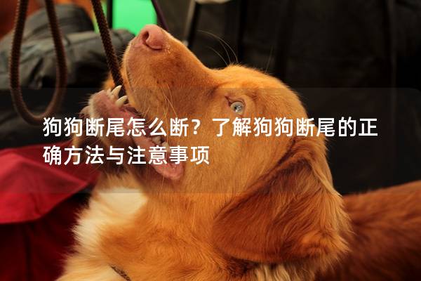 狗狗断尾怎么断？了解狗狗断尾的正确方法与注意事项