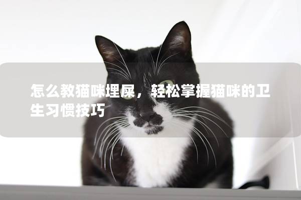 怎么教猫咪埋屎，轻松掌握猫咪的卫生习惯技巧