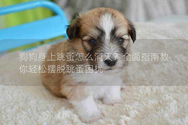 狗狗身上跳蚤怎么消灭？全面指南教你轻松摆脱跳蚤困扰