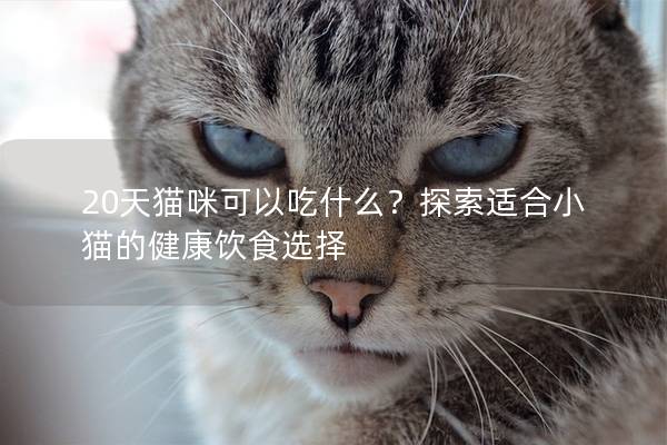 20天猫咪可以吃什么？探索适合小猫的健康饮食选择