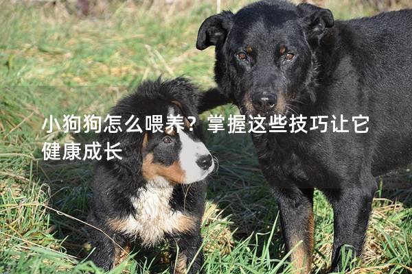 小狗狗怎么喂养？掌握这些技巧让它健康成长