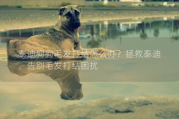 泰迪狗狗毛发打结怎么办？拯救泰迪，告别毛发打结困扰