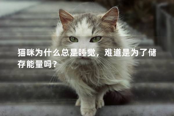 猫咪为什么总是睡觉，难道是为了储存能量吗？