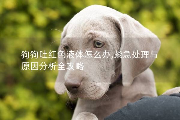 狗狗吐红色液体怎么办,紧急处理与原因分析全攻略