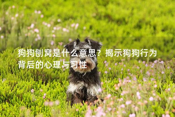 狗狗刨窝是什么意思？揭示狗狗行为背后的心理与习性