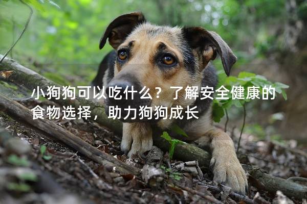 小狗狗可以吃什么？了解安全健康的食物选择，助力狗狗成长