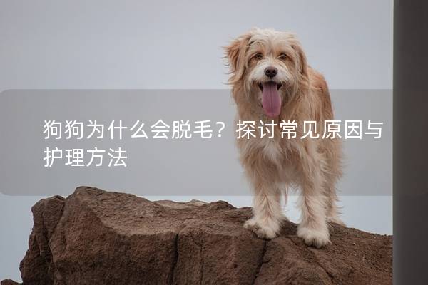 狗狗为什么会脱毛？探讨常见原因与护理方法