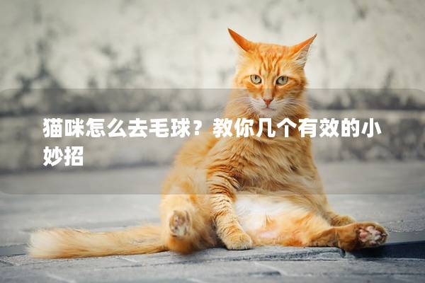 猫咪怎么去毛球？教你几个有效的小妙招