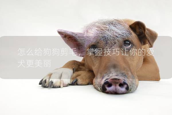 怎么给狗狗剪毛，掌握技巧让你的爱犬更美丽