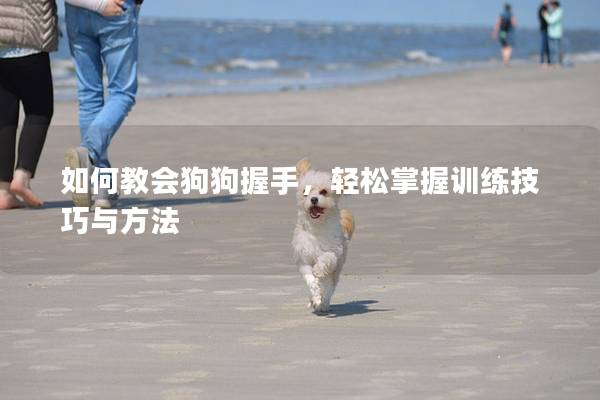 如何教会狗狗握手，轻松掌握训练技巧与方法