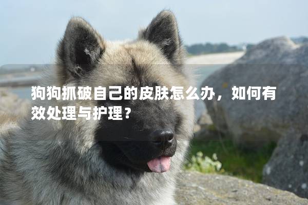 狗狗抓破自己的皮肤怎么办，如何有效处理与护理？