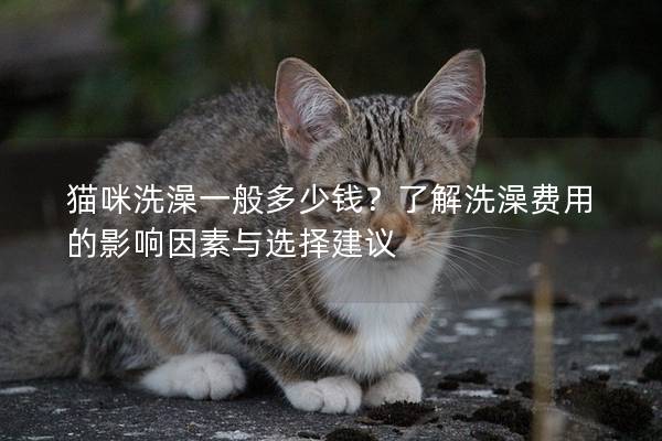 猫咪洗澡一般多少钱？了解洗澡费用的影响因素与选择建议