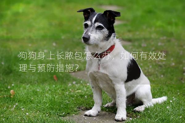 狗狗身上长脓包怎么办，如何有效处理与预防措施？