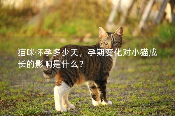 猫咪怀孕多少天，孕期变化对小猫成长的影响是什么？