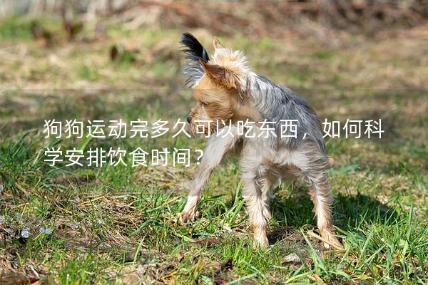 狗狗运动完多久可以吃东西，如何科学安排饮食时间？