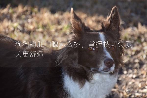 狗狗的肛门腺怎么挤，掌握技巧让爱犬更舒适
