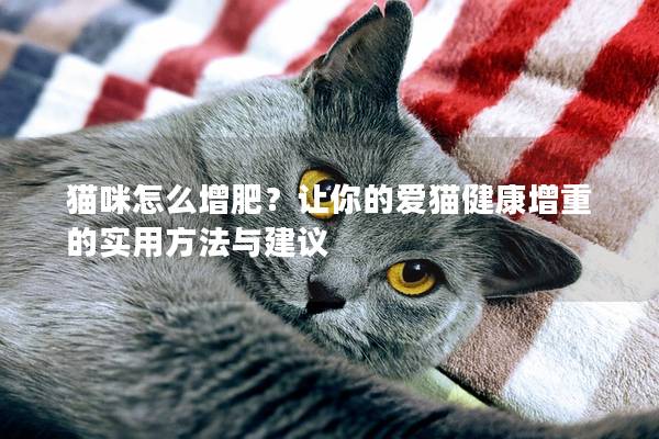 猫咪怎么增肥？让你的爱猫健康增重的实用方法与建议