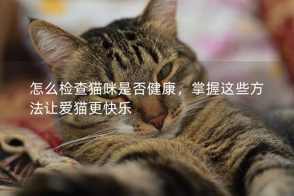 怎么检查猫咪是否健康，掌握这些方法让爱猫更快乐