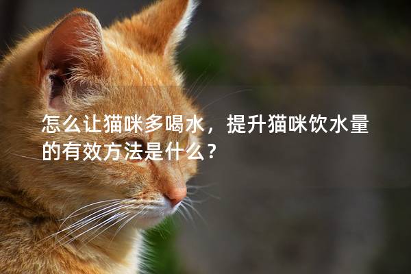 怎么让猫咪多喝水，提升猫咪饮水量的有效方法是什么？