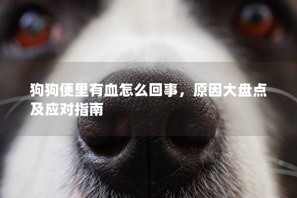 狗狗便里有血怎么回事，原因大盘点及应对指南