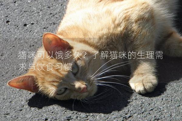 猫咪可以饿多久？了解猫咪的生理需求与饮食习惯