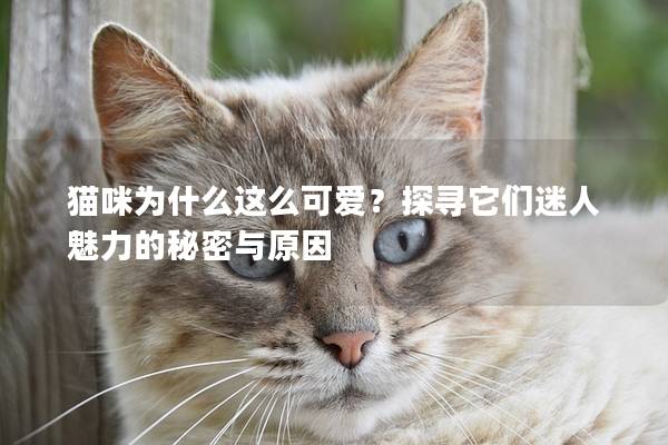 猫咪为什么这么可爱？探寻它们迷人魅力的秘密与原因