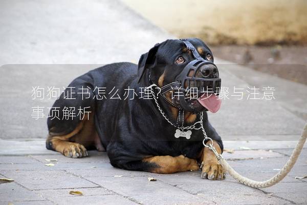 狗狗证书怎么办理？详细步骤与注意事项解析