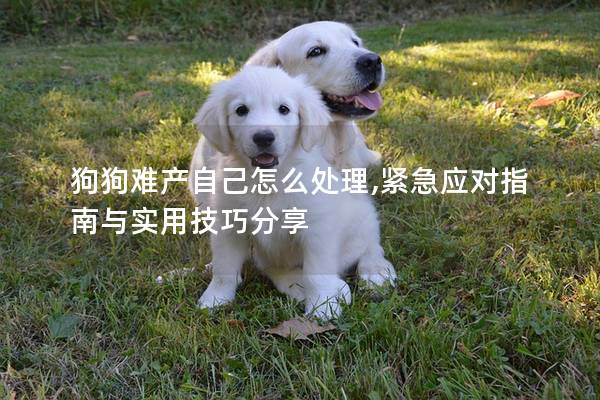 狗狗难产自己怎么处理,紧急应对指南与实用技巧分享