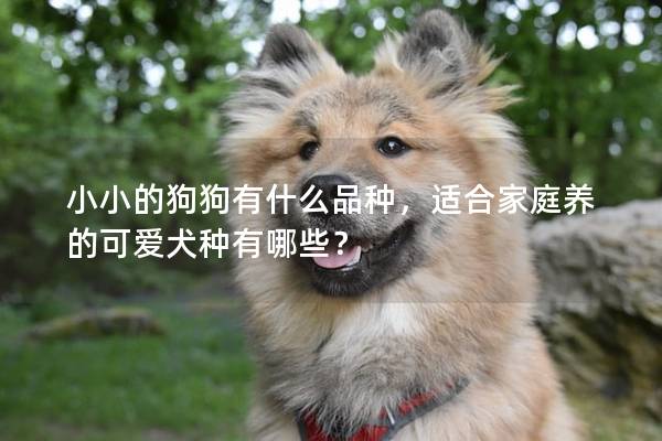 小小的狗狗有什么品种，适合家庭养的可爱犬种有哪些？