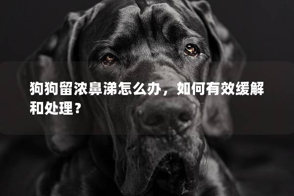 狗狗留浓鼻涕怎么办，如何有效缓解和处理？