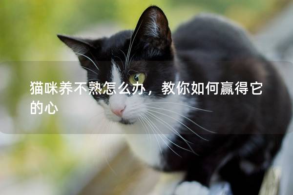 猫咪养不熟怎么办，教你如何赢得它的心