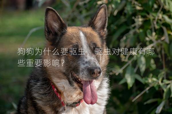 狗狗为什么要驱虫，驱虫对健康有哪些重要影响？