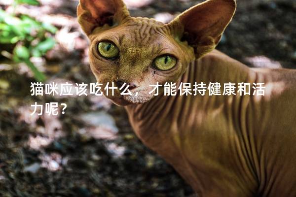 猫咪应该吃什么，才能保持健康和活力呢？