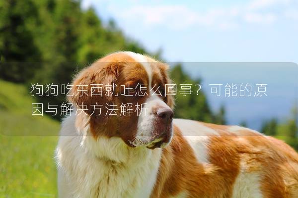 狗狗吃东西就吐怎么回事？可能的原因与解决方法解析