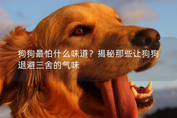狗狗最怕什么味道？揭秘那些让狗狗退避三舍的气味