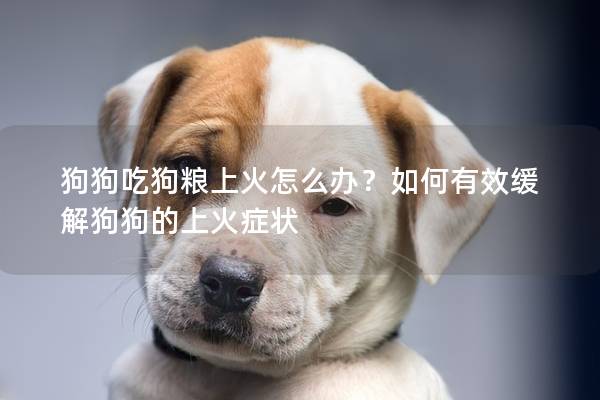 狗狗吃狗粮上火怎么办？如何有效缓解狗狗的上火症状