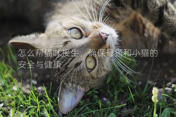 怎么帮猫咪接生，确保母猫和小猫的安全与健康