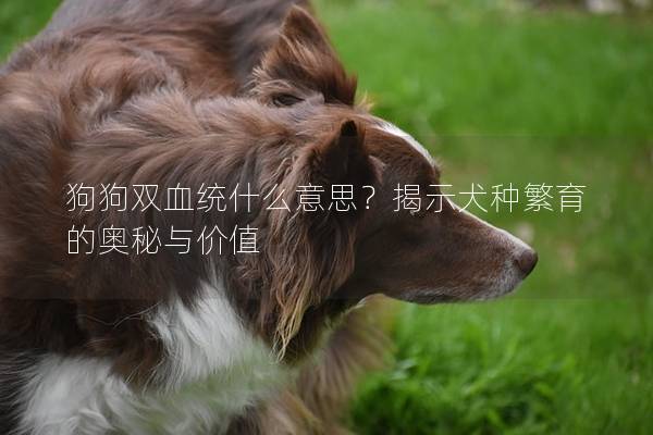 狗狗双血统什么意思？揭示犬种繁育的奥秘与价值