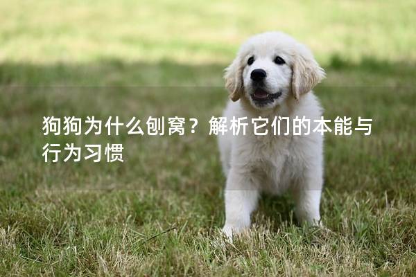 狗狗为什么刨窝？解析它们的本能与行为习惯