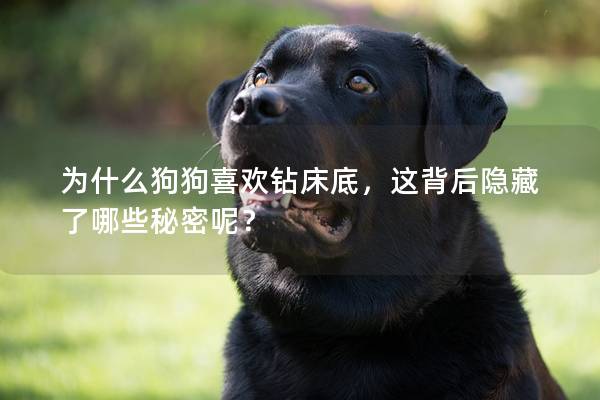 为什么狗狗喜欢钻床底，这背后隐藏了哪些秘密呢？
