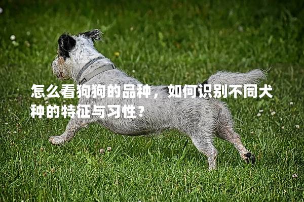 怎么看狗狗的品种，如何识别不同犬种的特征与习性？