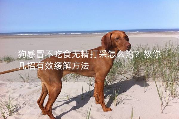 狗感冒不吃食无精打采怎么治？教你几招有效缓解方法