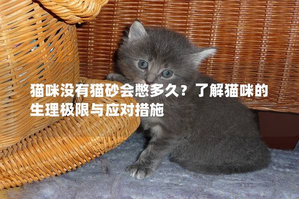 猫咪没有猫砂会憋多久？了解猫咪的生理极限与应对措施